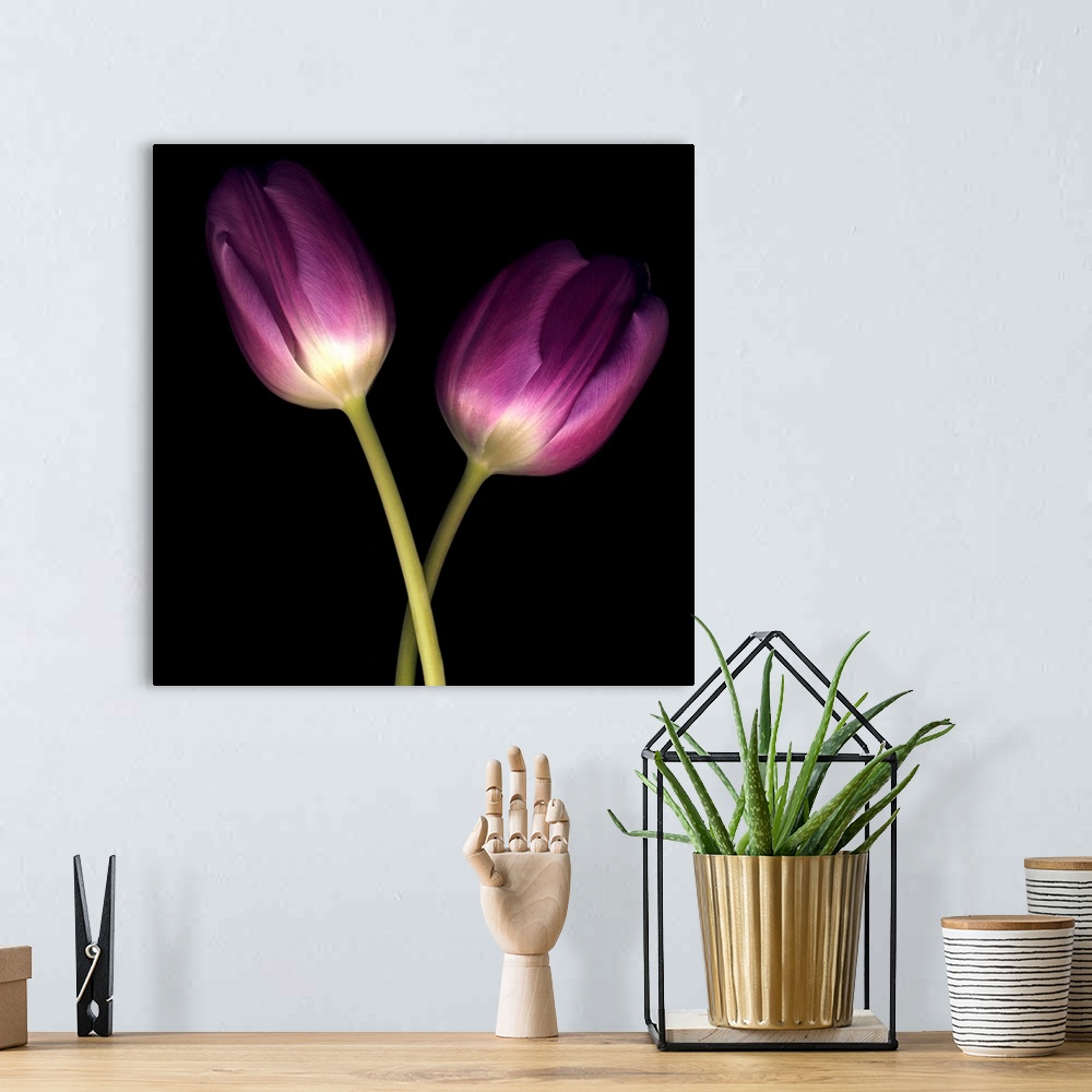 A bohemian room featuring Purple Tulips on Black 03