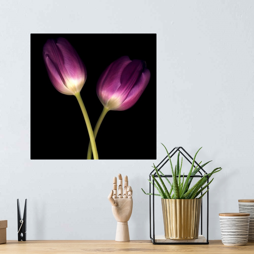 A bohemian room featuring Purple Tulips on Black 03