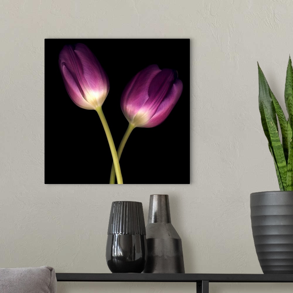 A modern room featuring Purple Tulips on Black 03