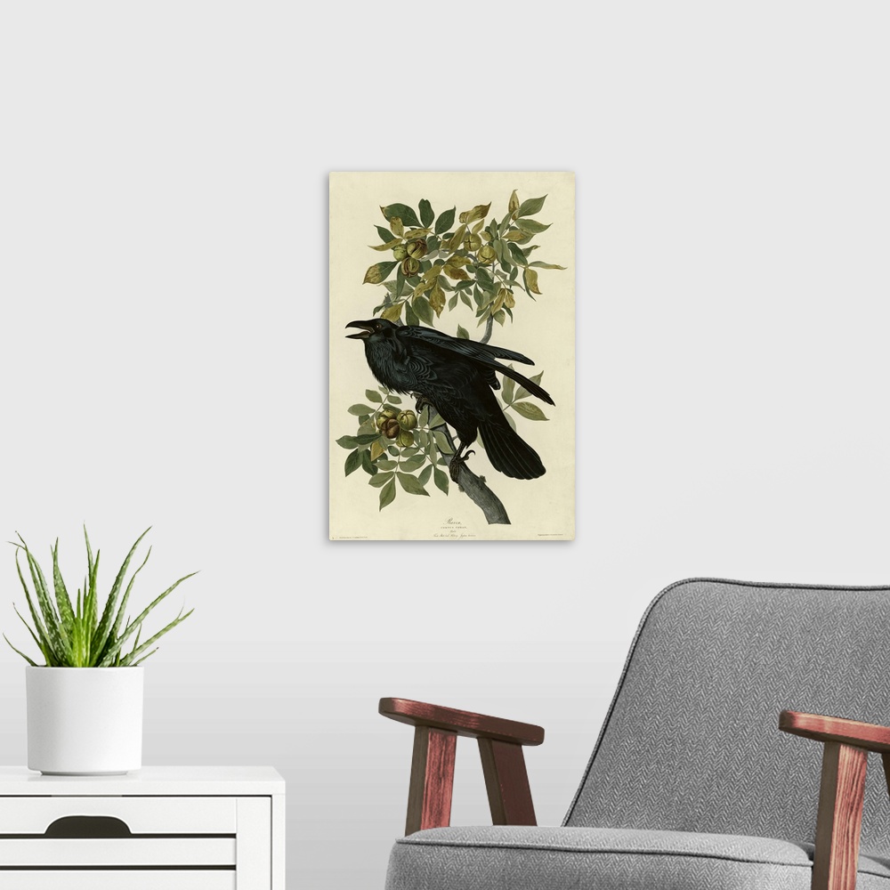 A modern room featuring Audubon Birds, Raven