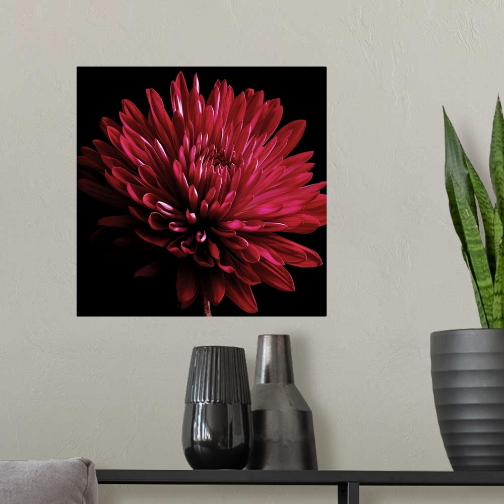 A modern room featuring Red Chrysanthemum on Black