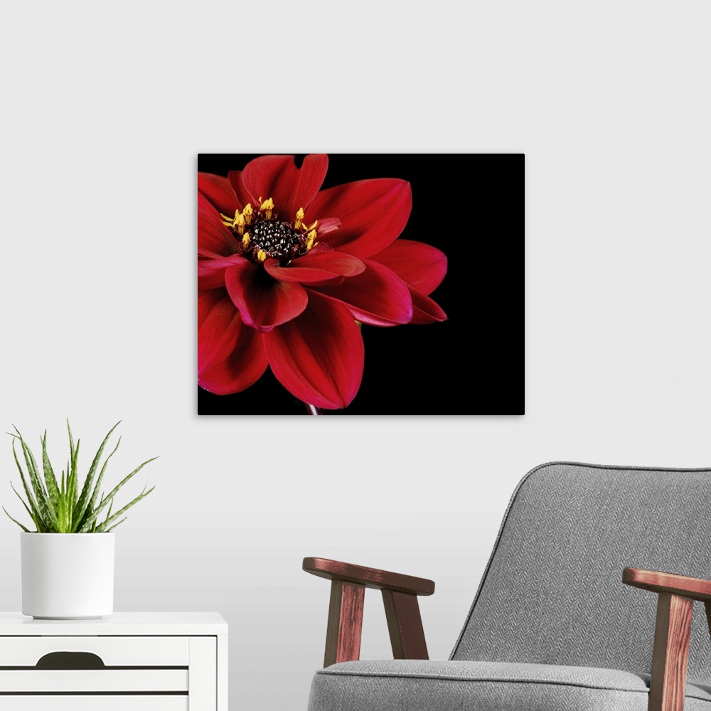 A modern room featuring Red Flower on Black 02