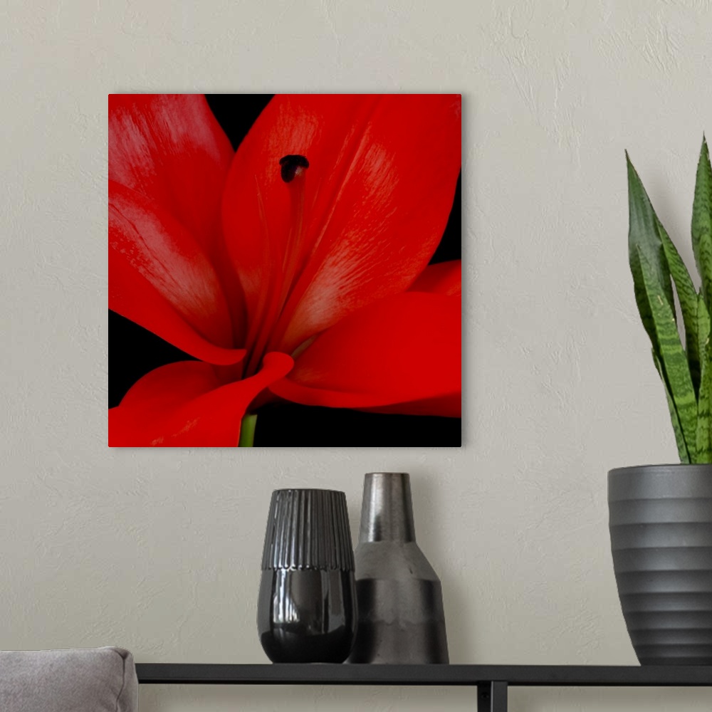 A modern room featuring Red Flower on Black 03