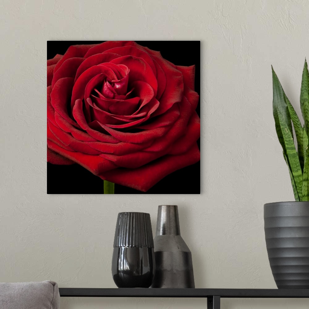 A modern room featuring Red Rose 02