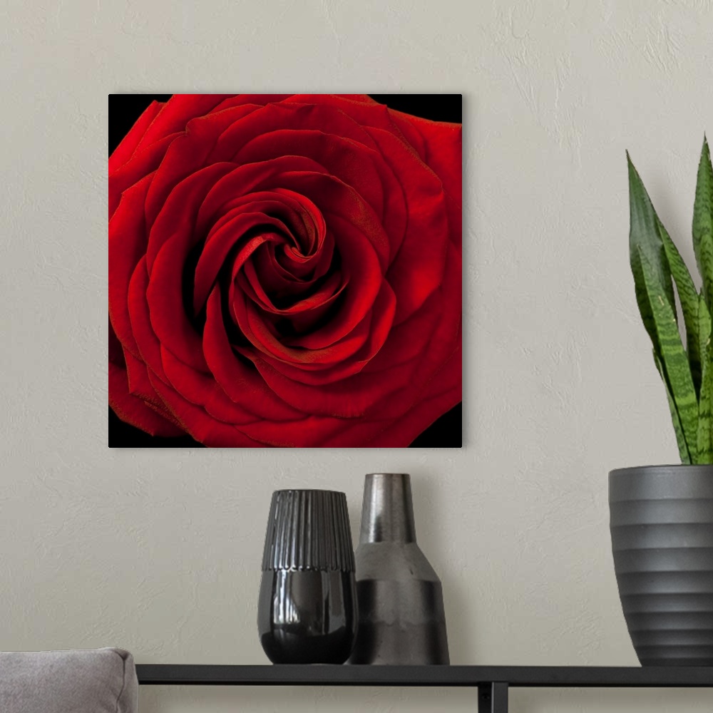 A modern room featuring Red Rose 04