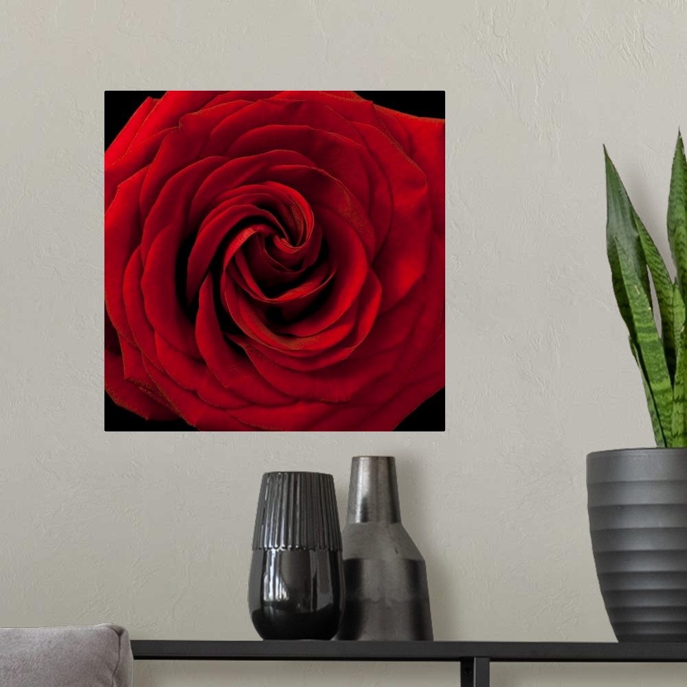 A modern room featuring Red Rose 04
