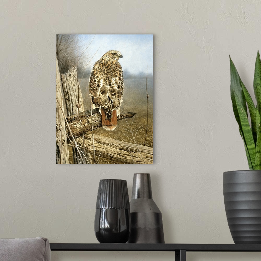 A modern room featuring Red tailed hawk perched on a fence post.