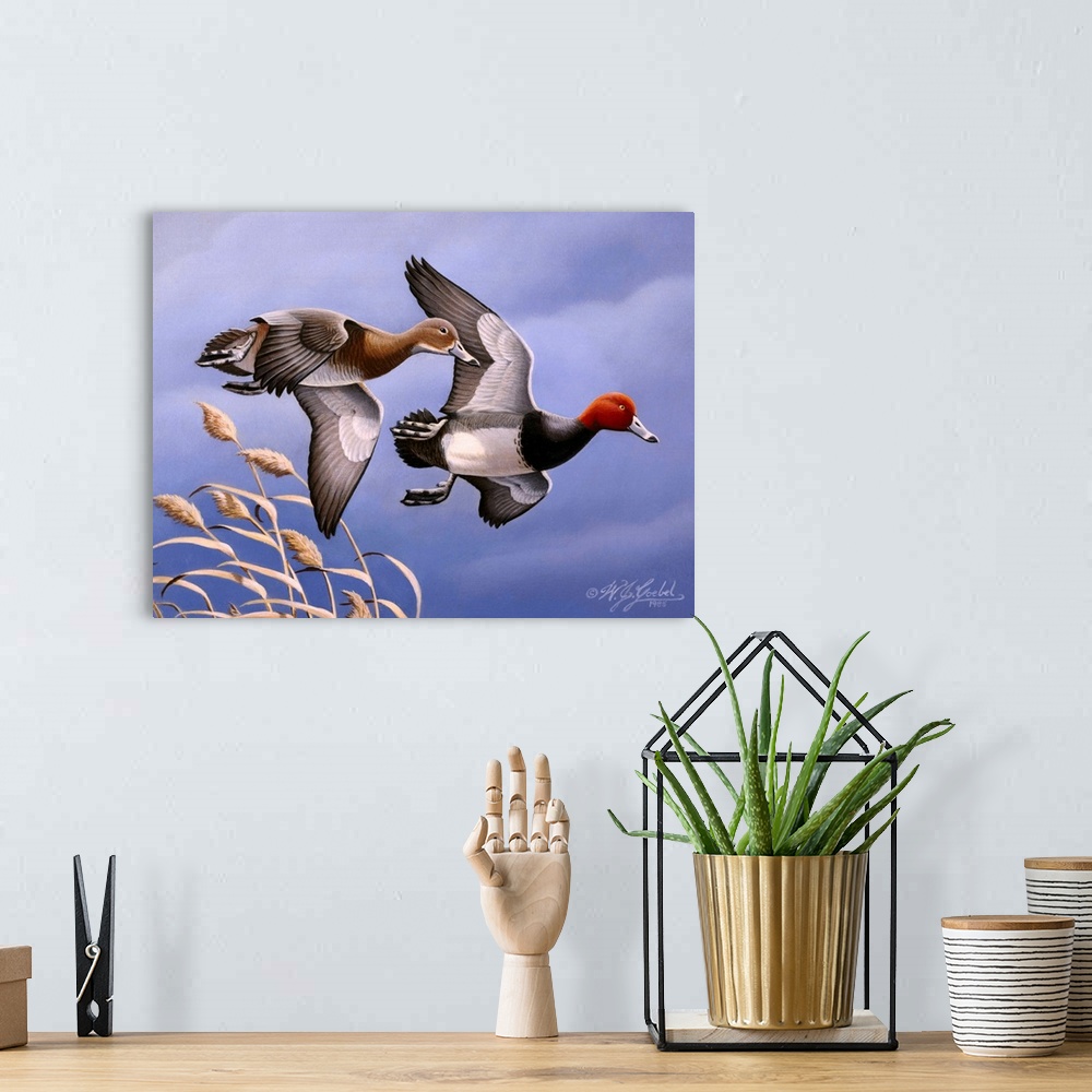 A bohemian room featuring Two redhead ducks in flight.