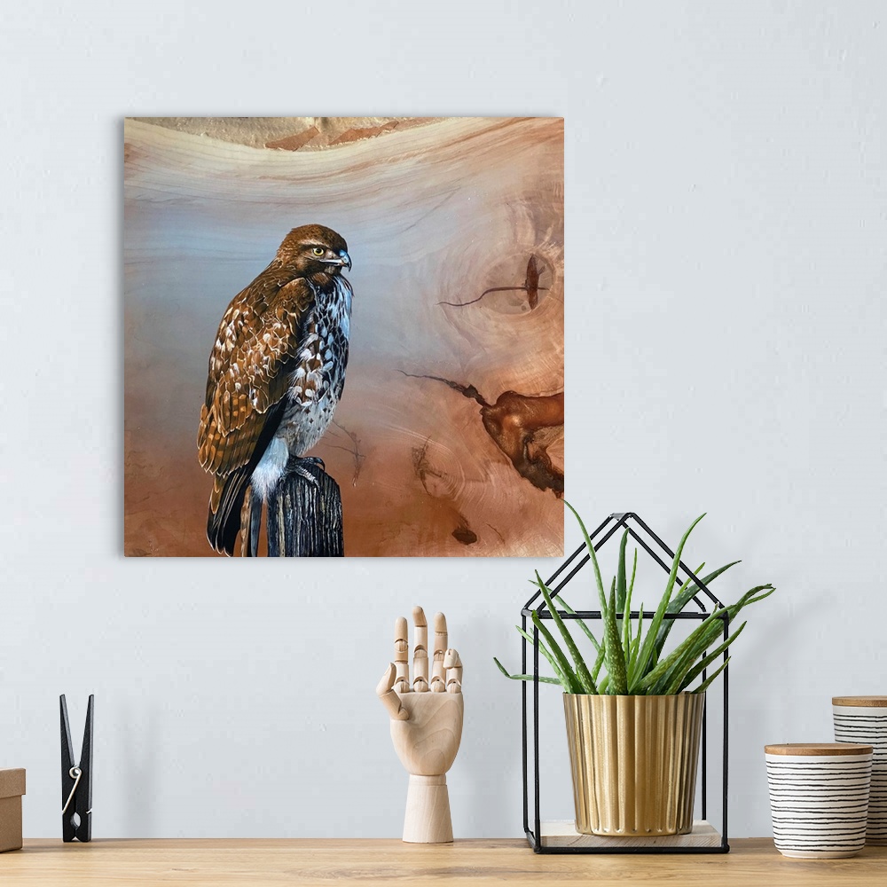 A bohemian room featuring Redtail Hawk