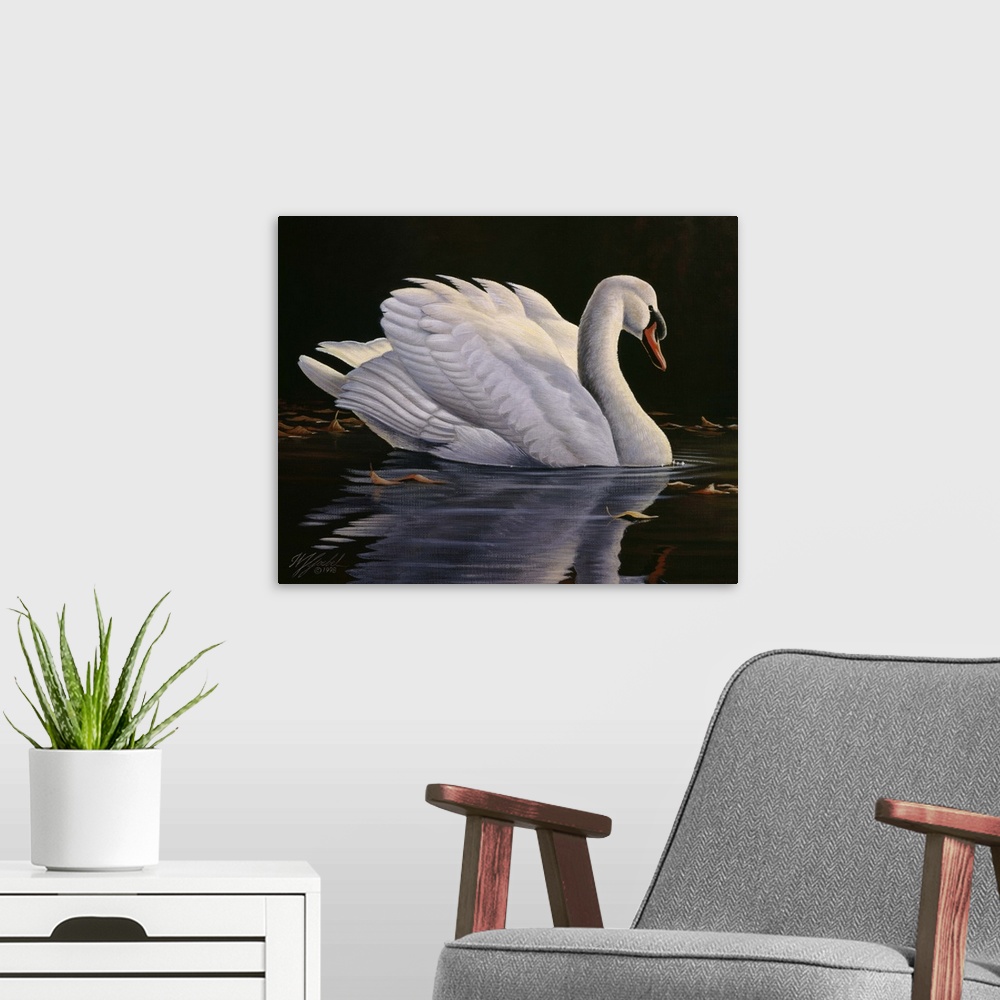 A modern room featuring Mute swan floating in the water looking pleasant and peaceful.