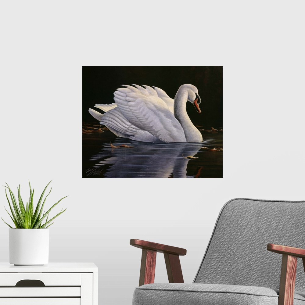 A modern room featuring Mute swan floating in the water looking pleasant and peaceful.
