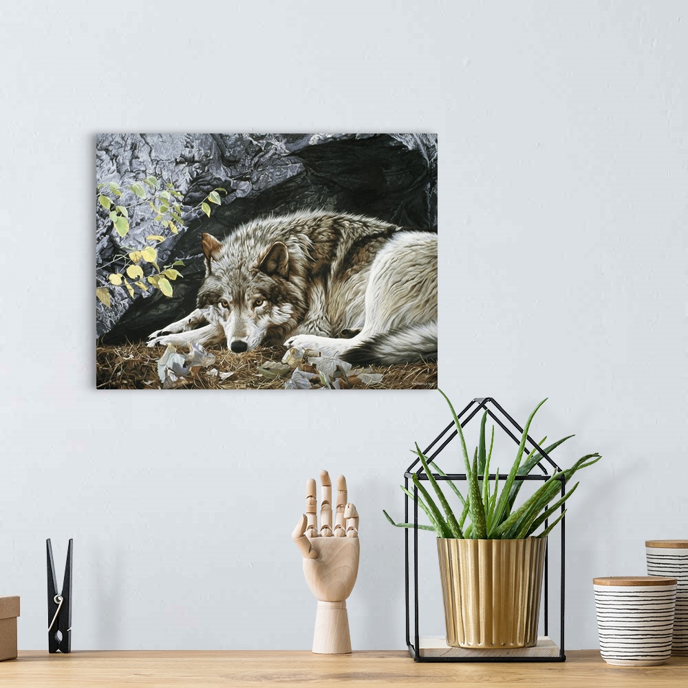 A bohemian room featuring A wolf rests on the ground, its back facing a large rock face.