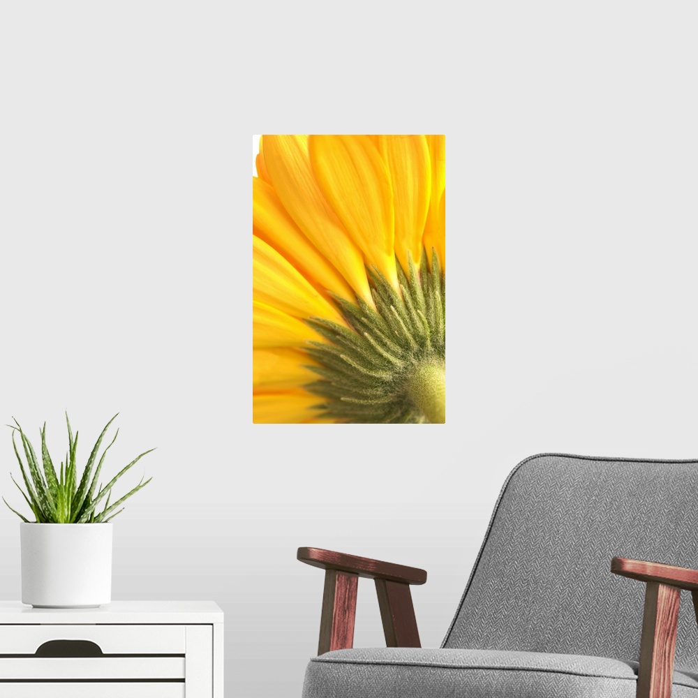 A modern room featuring Reverse Of Yellow Flower