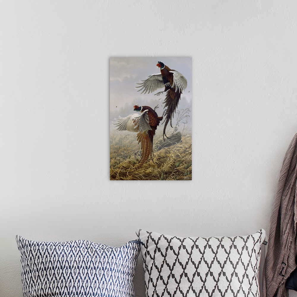 A bohemian room featuring Ringneck pheasants fighting.