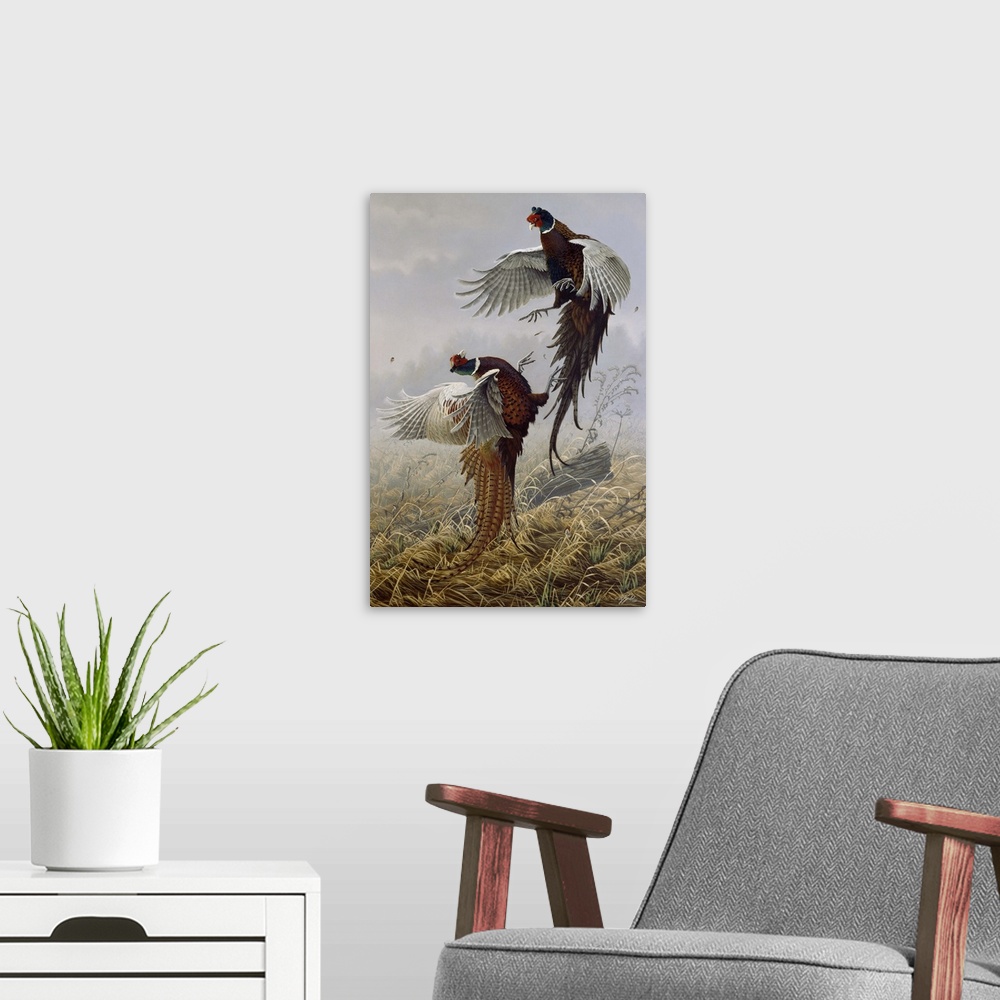 A modern room featuring Ringneck pheasants fighting.