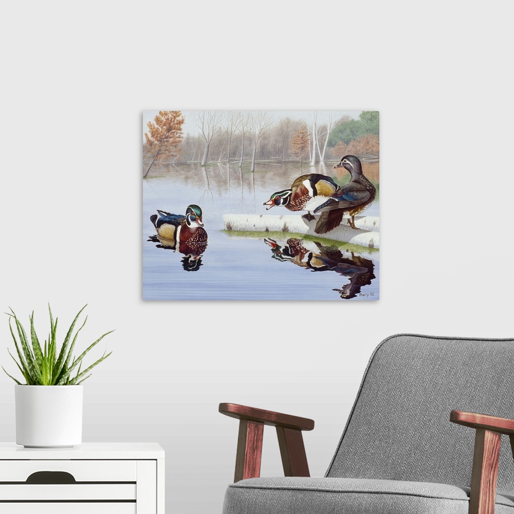 A modern room featuring Two wood ducks fighting over a female.