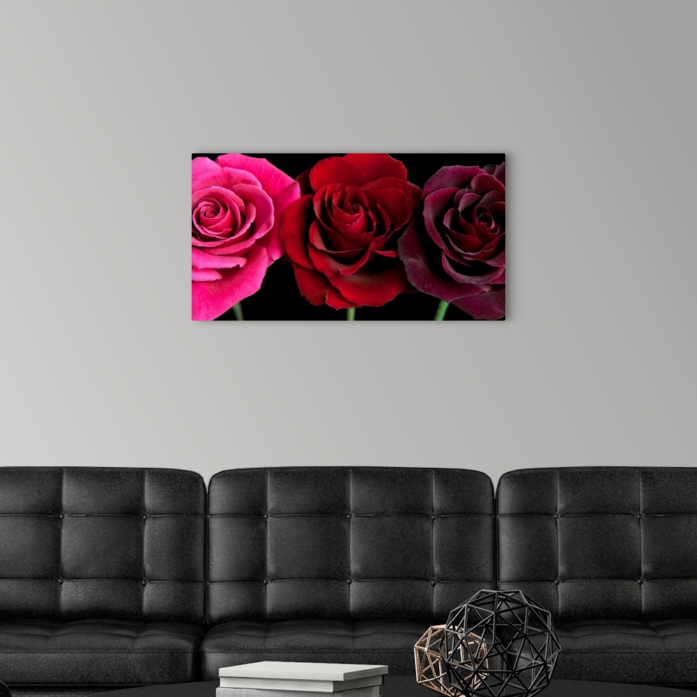 A modern room featuring Row Of Roses On Black