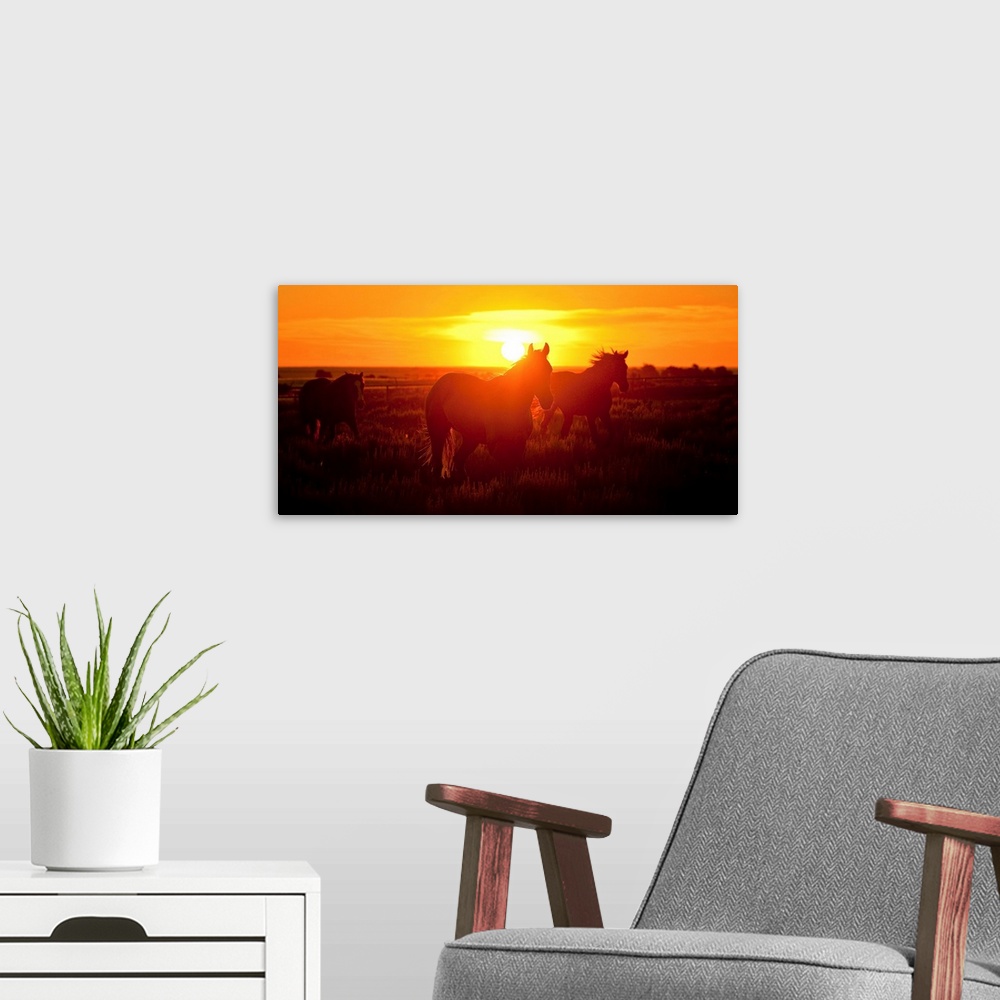 A modern room featuring 3 horses running in the sunset