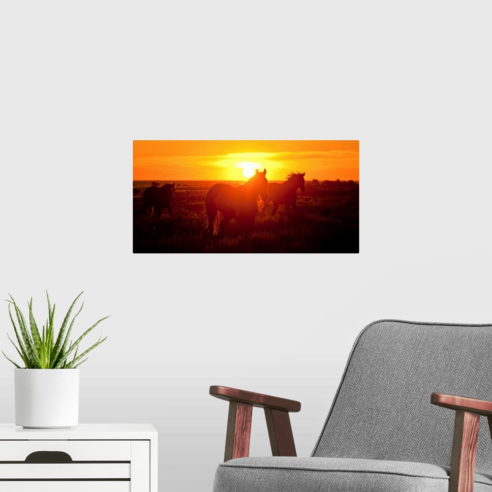 A modern room featuring 3 horses running in the sunset