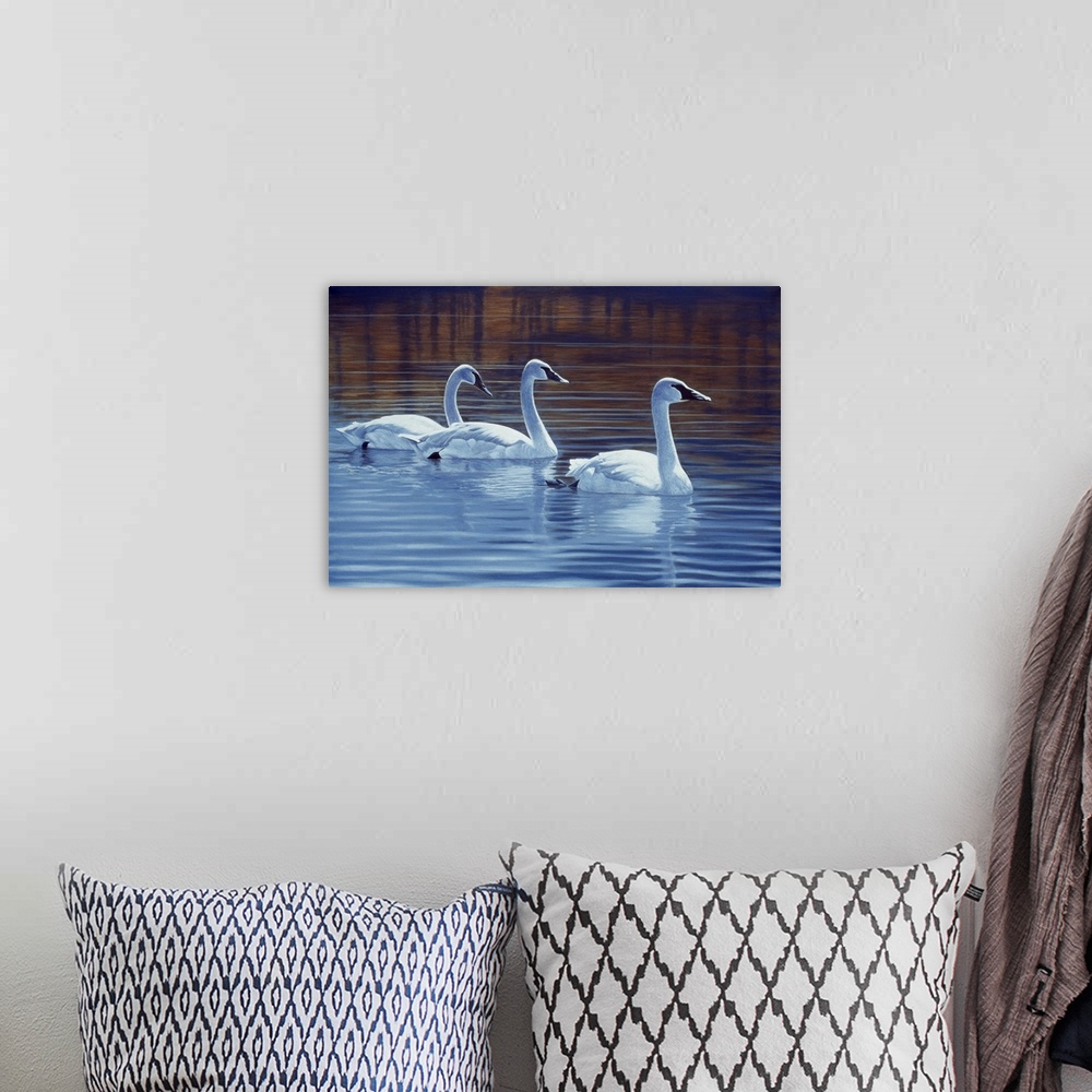 A bohemian room featuring Three trumpeter swans swimming through the water.