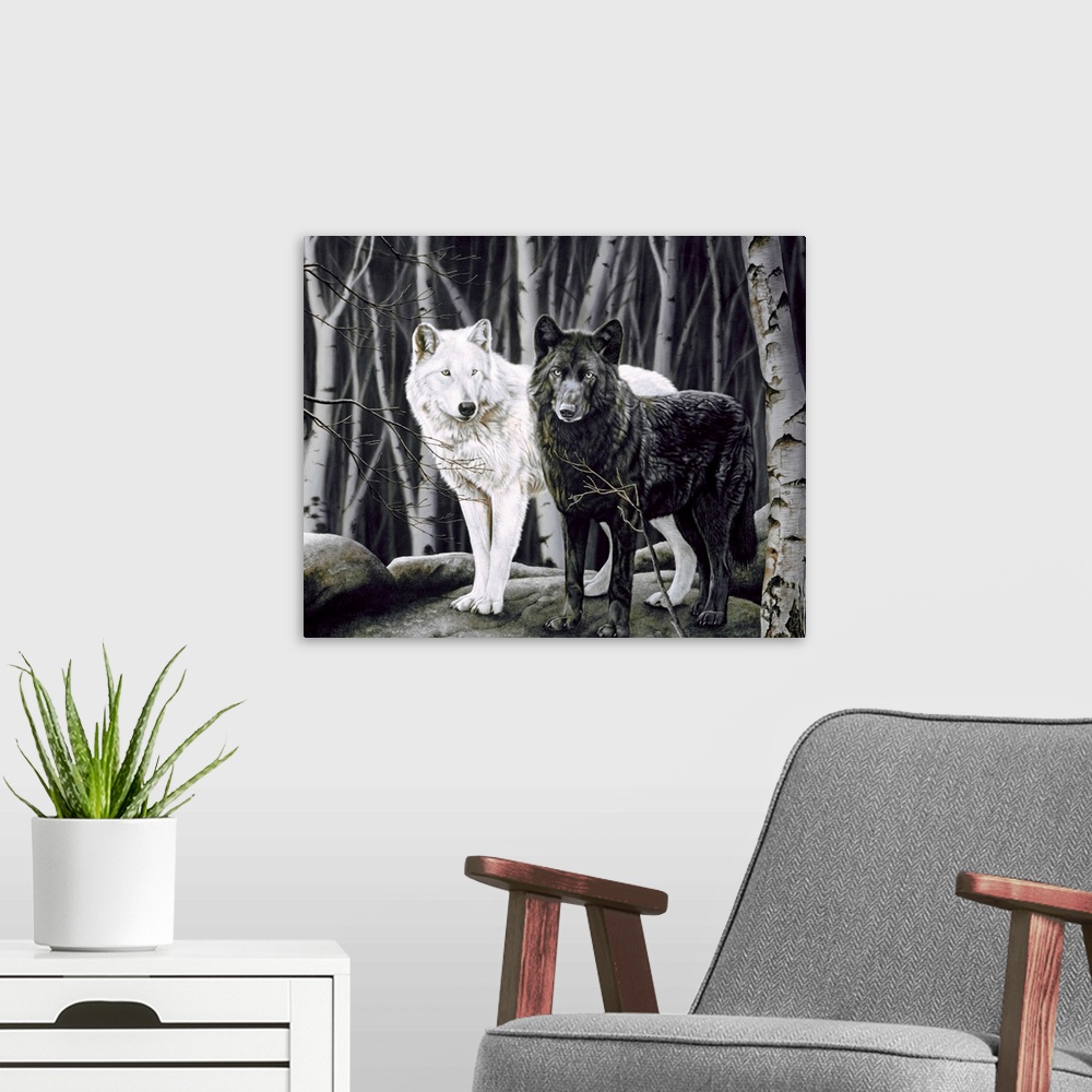 A modern room featuring A white and black wolf standing in the birch trees.