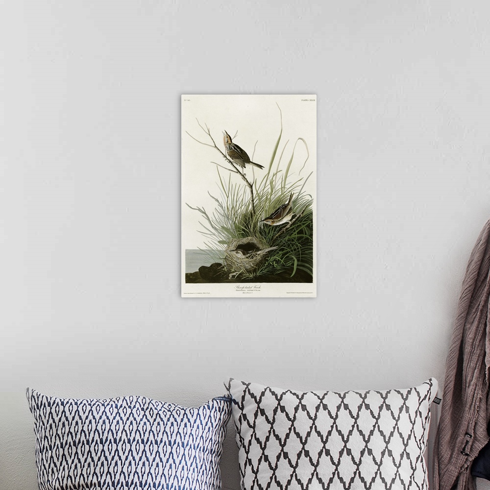 A bohemian room featuring Audubon Birds, Sharp Tailed Finch.
