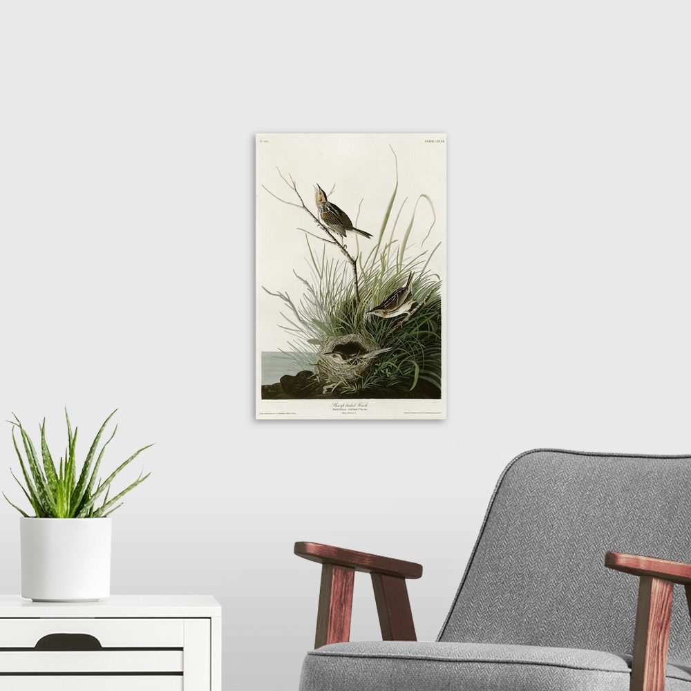 A modern room featuring Audubon Birds, Sharp Tailed Finch.