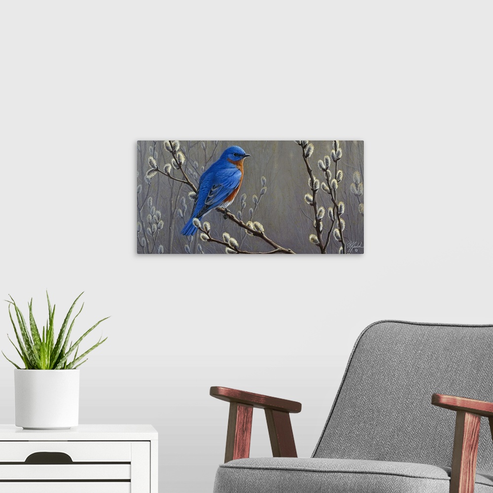A modern room featuring Eastern bluebird perched on pussy willows.