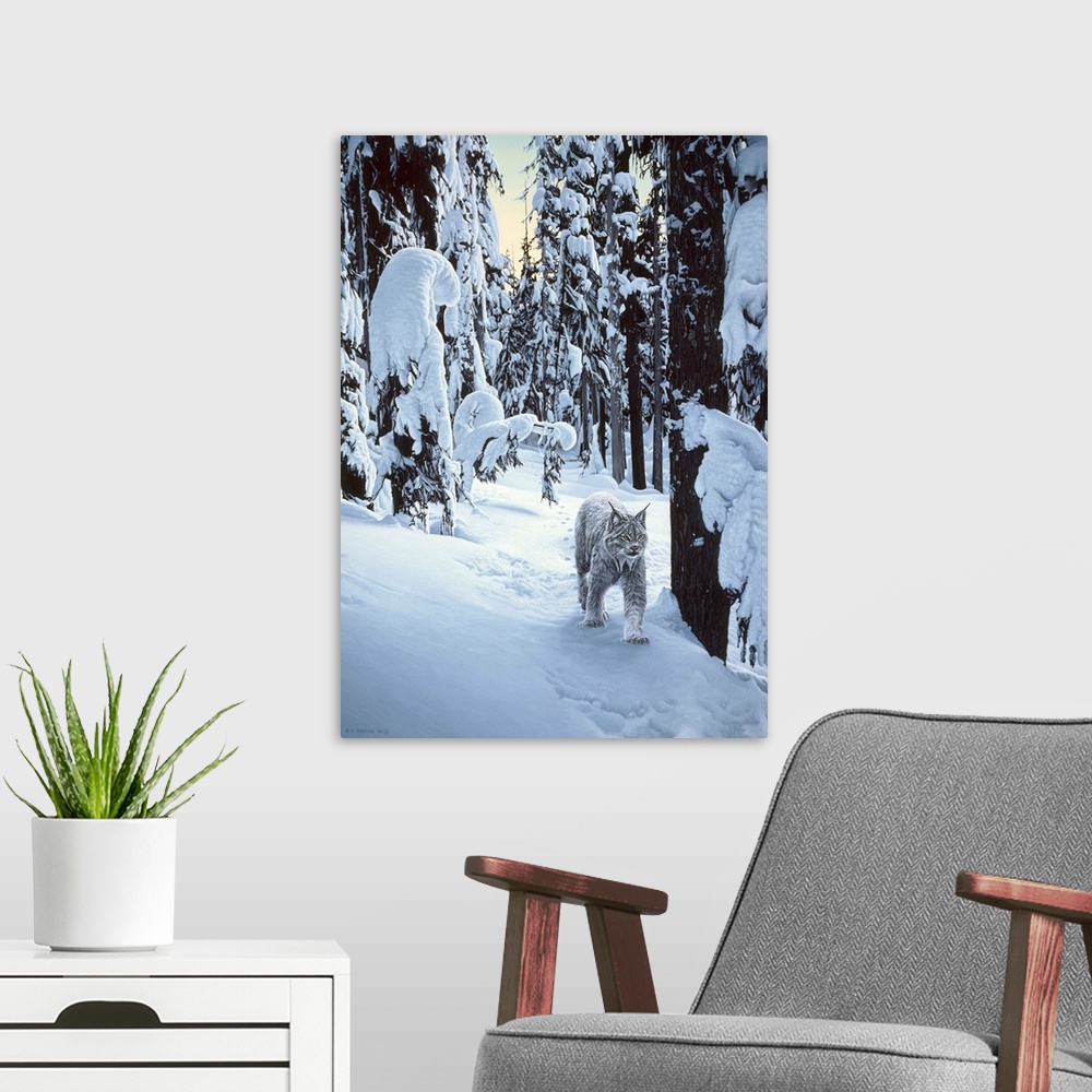 A modern room featuring A bobcat walking through the winter woods.