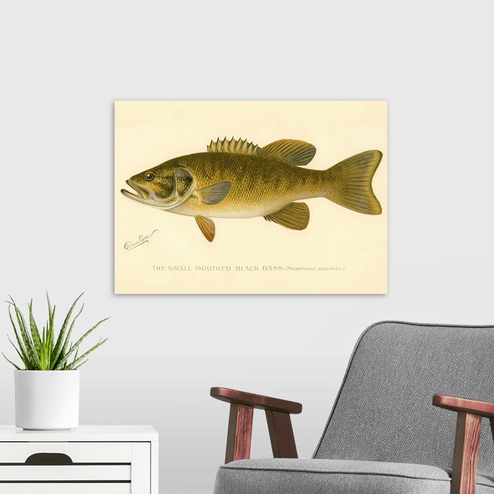 A modern room featuring Small Mouthed Black Bass