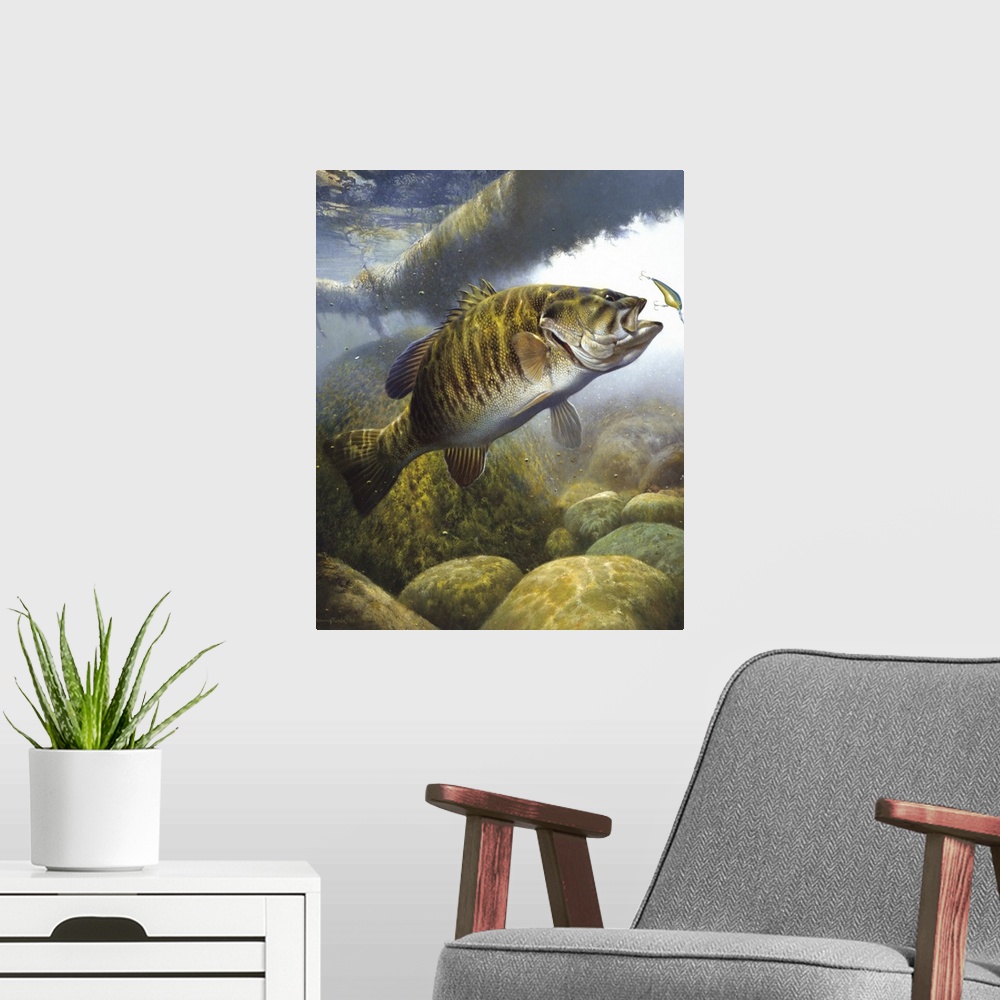 A modern room featuring Underwater shot of small mouth bass approaching lure.
