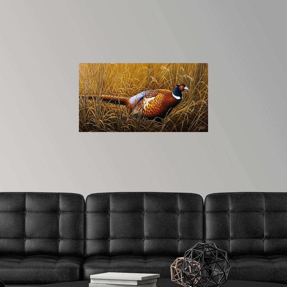 A modern room featuring A ring neck pheasant hiding in tall grass.