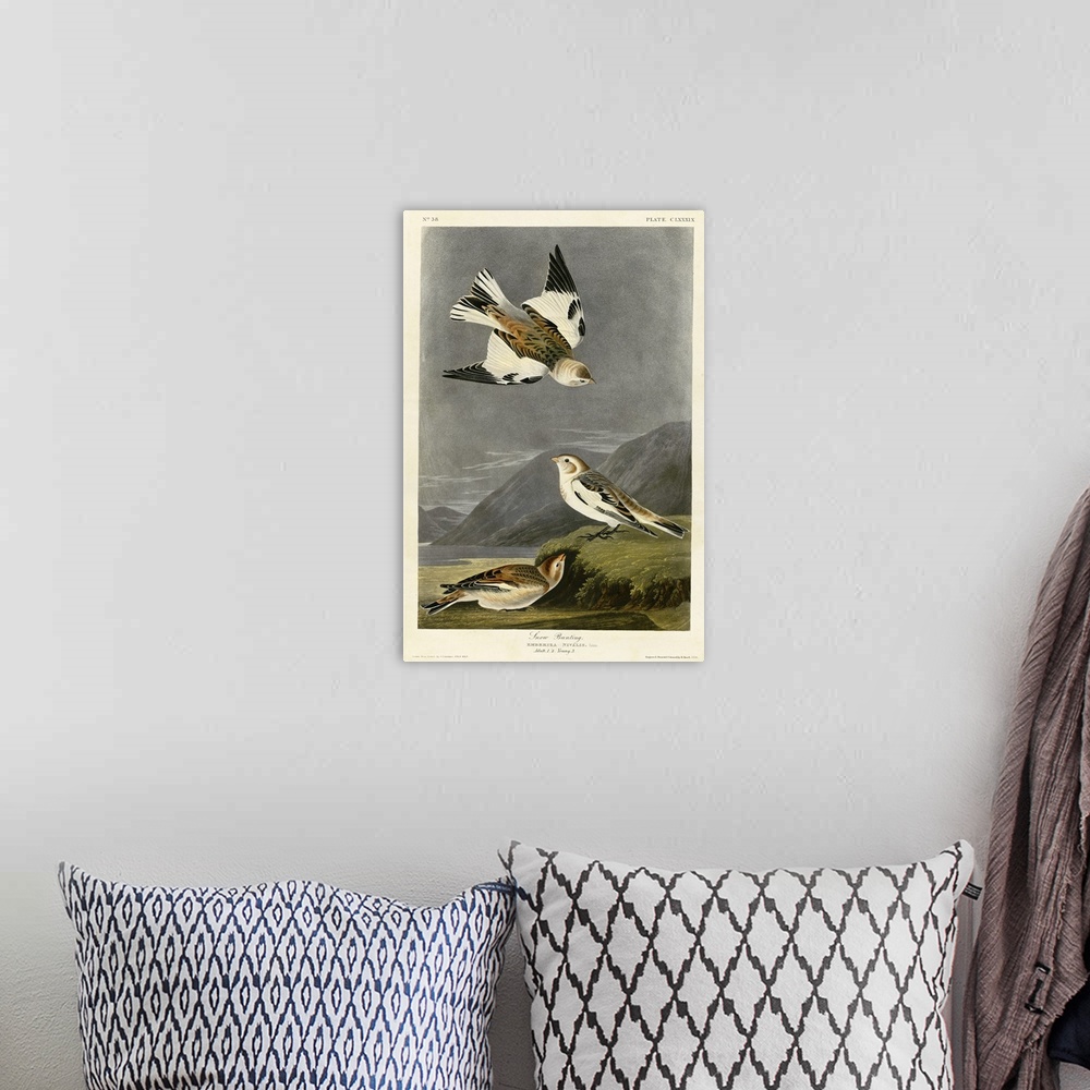 A bohemian room featuring Audubon Birds, Snow Bunting