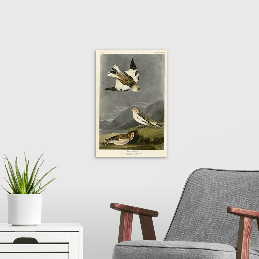 A modern room featuring Audubon Birds, Snow Bunting