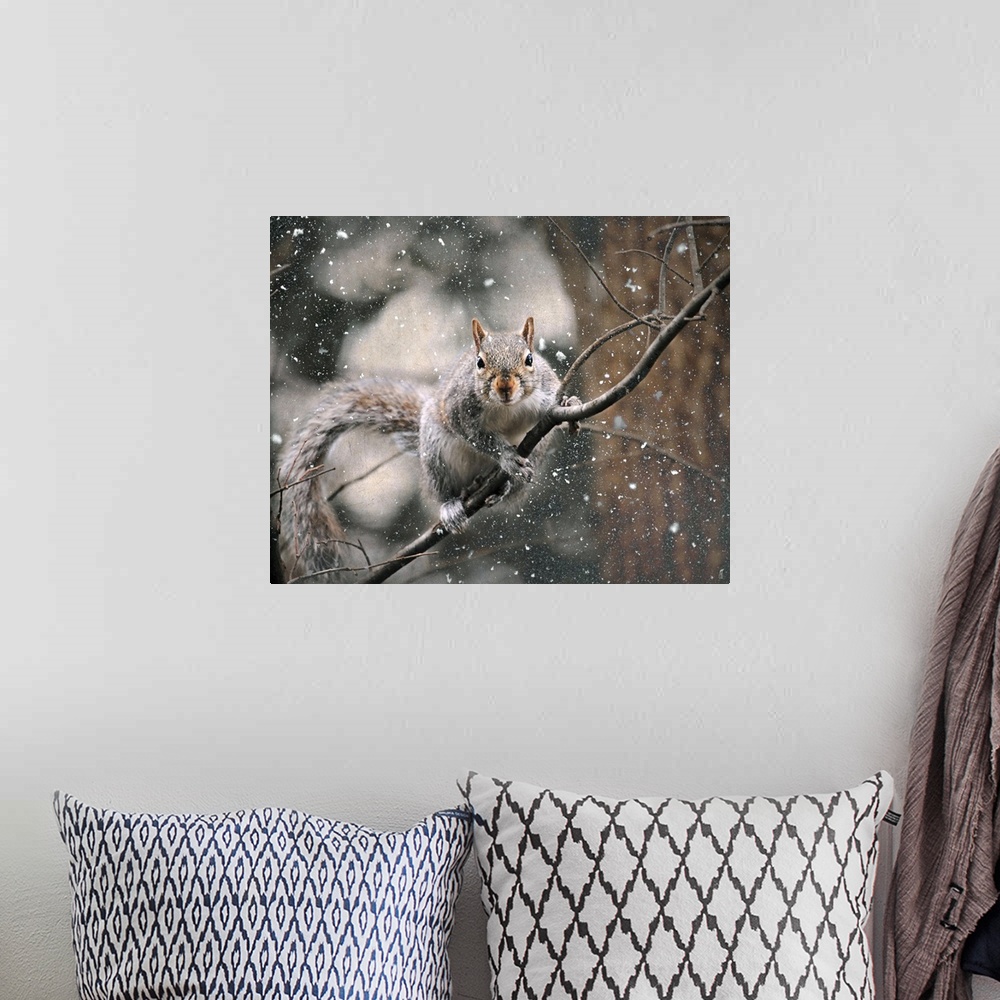 A bohemian room featuring A small brown squirrel on a thin branch in the winter.