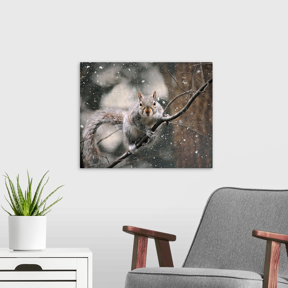 A modern room featuring A small brown squirrel on a thin branch in the winter.