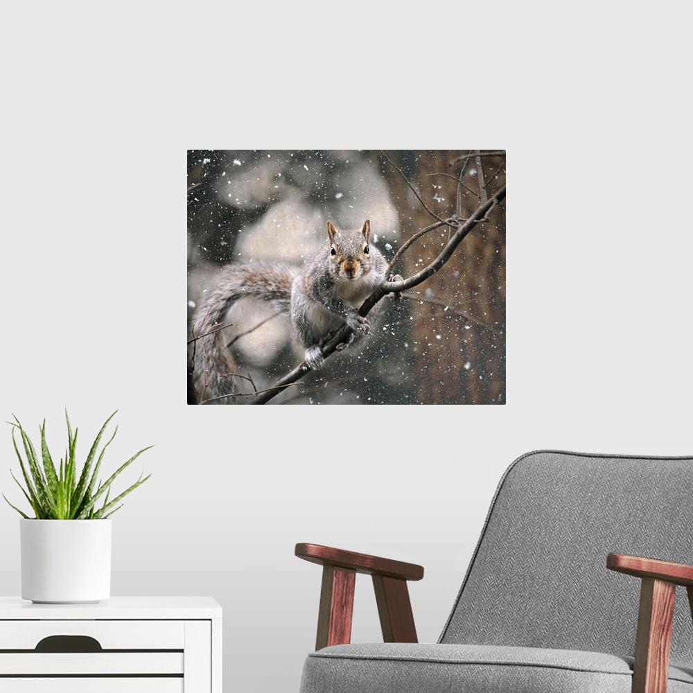 A modern room featuring A small brown squirrel on a thin branch in the winter.