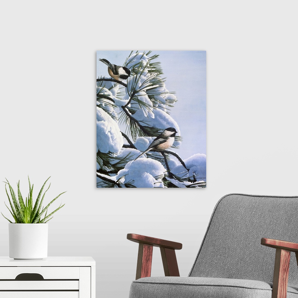A modern room featuring A group of chickadees rests on a snow covered pine tree.