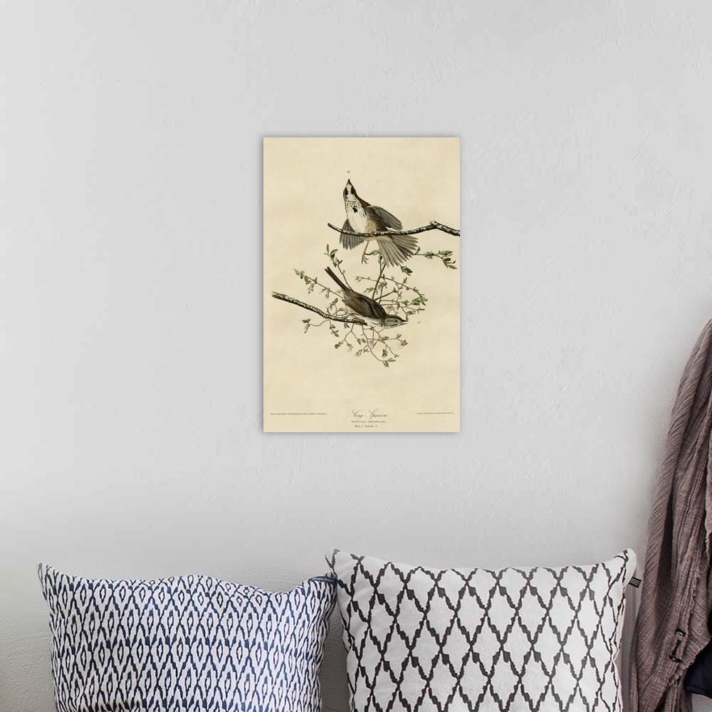 A bohemian room featuring Audubon Birds, Song Sparrow