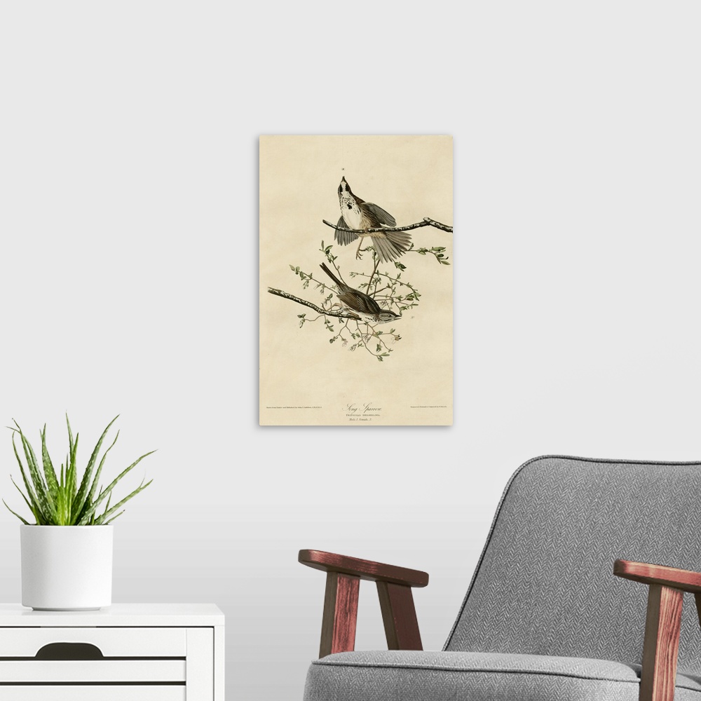 A modern room featuring Audubon Birds, Song Sparrow