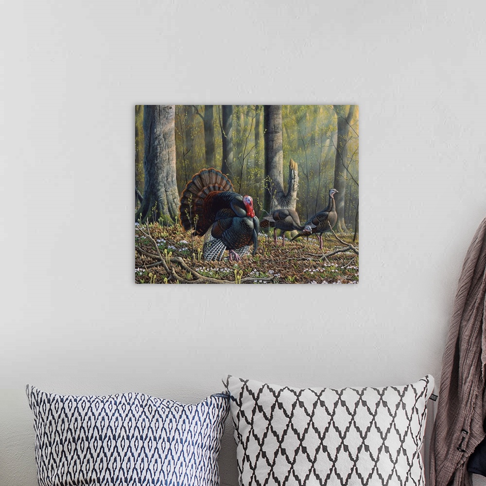 A bohemian room featuring Three wild turkeys, one male, walk through the forest.