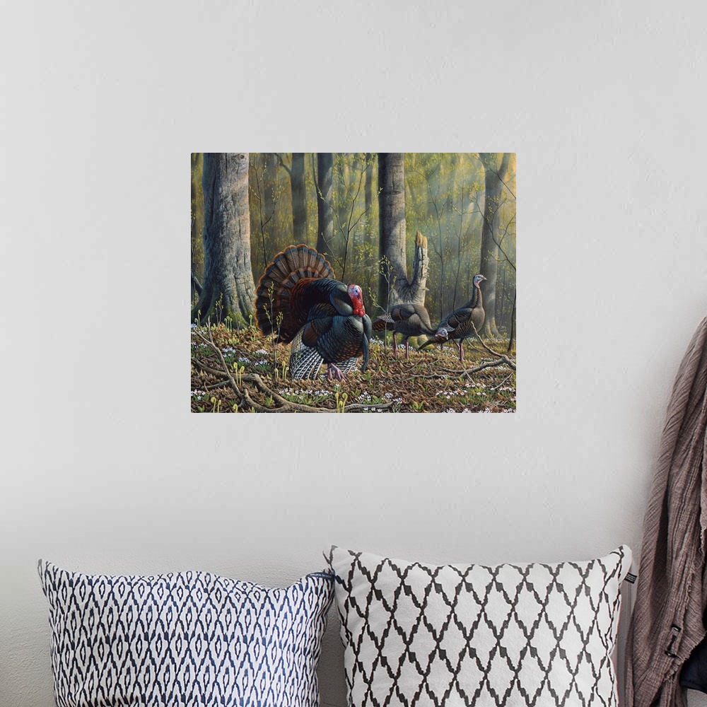 A bohemian room featuring Three wild turkeys, one male, walk through the forest.