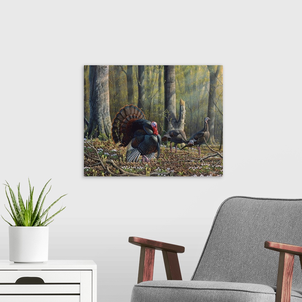 A modern room featuring Three wild turkeys, one male, walk through the forest.