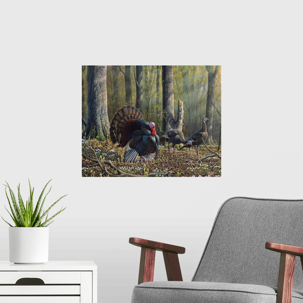 A modern room featuring Three wild turkeys, one male, walk through the forest.