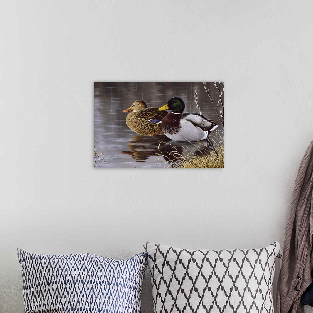 A bohemian room featuring Male and female mallard ducks on a pond.