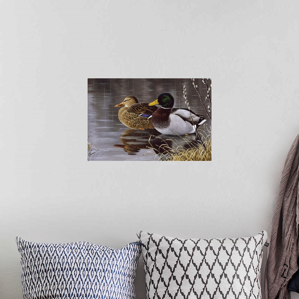 A bohemian room featuring Male and female mallard ducks on a pond.