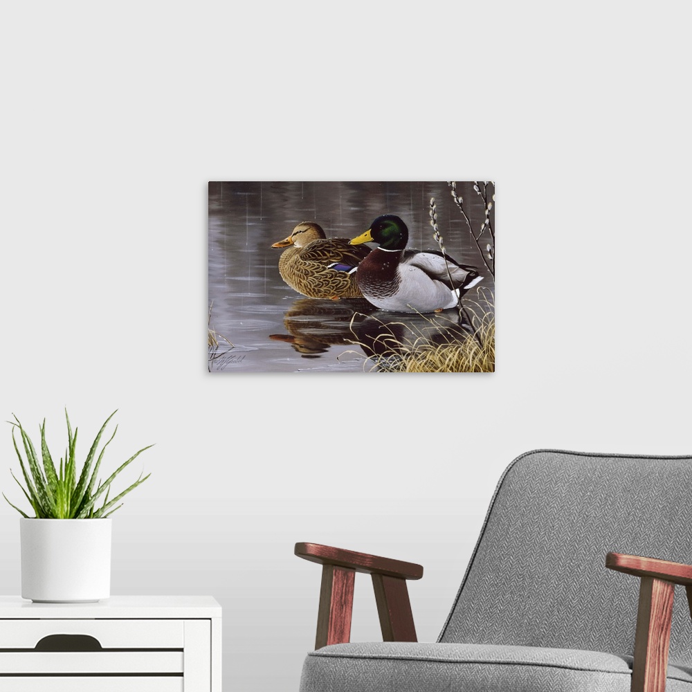 A modern room featuring Male and female mallard ducks on a pond.