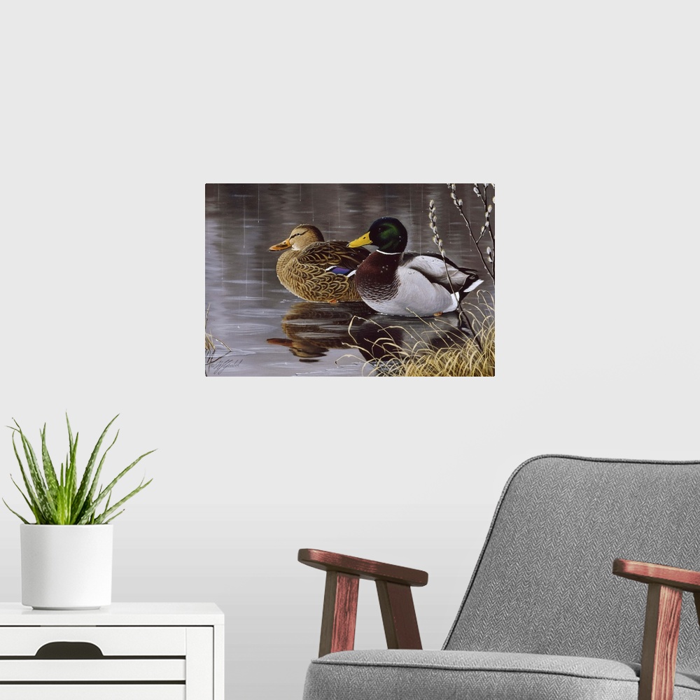 A modern room featuring Male and female mallard ducks on a pond.