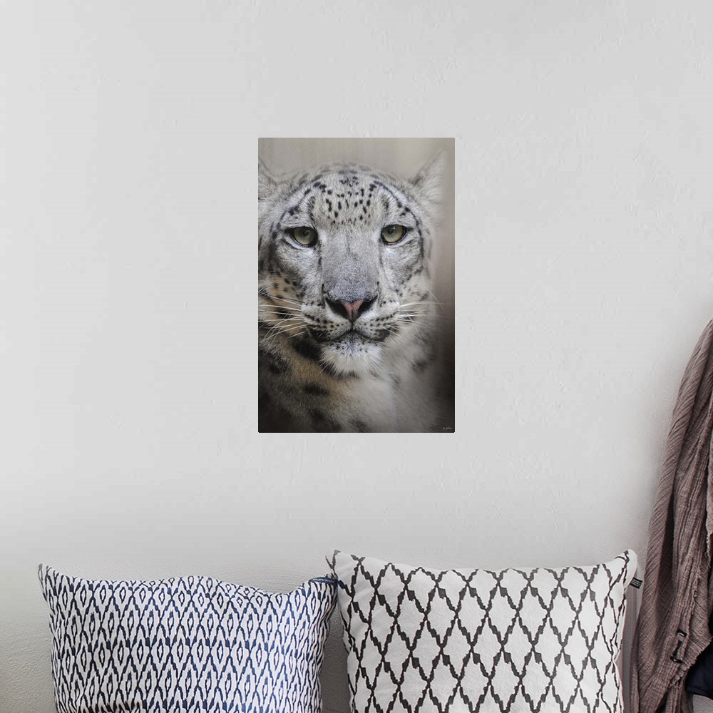 A bohemian room featuring A large snow leopard stares intently.