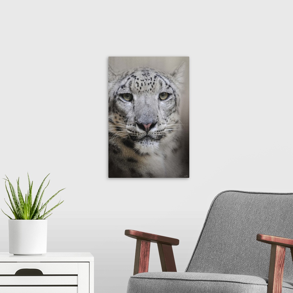 A modern room featuring A large snow leopard stares intently.